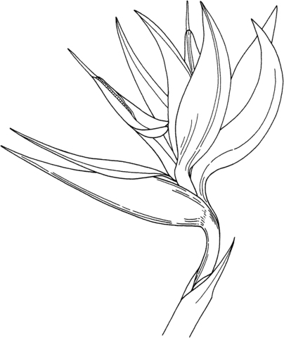 Bird Of Paradise Flower Coloring Page